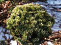 Pinus mugo var rotundata Kostelnicek IMG_4575 Sosna kosodrzewina